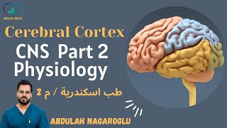 Cerebral Cortex 1  PHYSIOLOGY  CNS PART 2  طب اسكندرية مرحلة ثانية [upl. by Estell833]