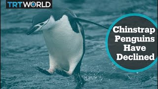 Chinstrap penguin population plunges 77 in past 50 years [upl. by Bordiuk]