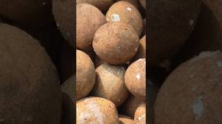 Sapodilla fruit harvesting satisfying fruitfarming fruiting harvesting shortvideo [upl. by Tia]