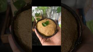 Kollu thuvaiyal recipe in Tamil  horse gram recipe  Kollu thuvaiyal recipe food cooking [upl. by Merv]