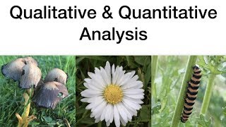 Qualitative amp Quantitative AnalysisEcology Leaving Cert Biology [upl. by Kali910]