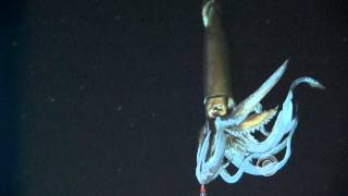 Scientists film giant squid in its natural habitat [upl. by Neelasor50]