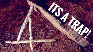 Making a Figure 4 Deadfall Trap Step By Step Primitive Trapping [upl. by Meldon]