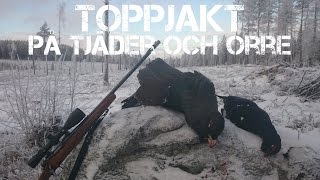 Toppjakt på tjäder och orre 2015  Capercallie and black grouse hunting in Sweden [upl. by Euqininod]