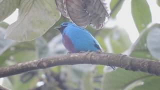 Turquoise Cotinga call Cotinga ridgwayi [upl. by Tanner]