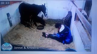 The Foaling Show • Stall 1 • Horse and Pony Live Cam [upl. by Rorie]