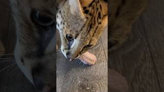 Serval Growling while Eating serval cat servals shorts [upl. by Vanderhoek]