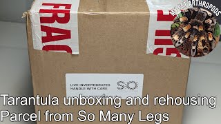 Tarantula unboxing and rehousing  Parcel from So Many Legs [upl. by Blim]