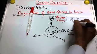 Diabetes Mellitus 2 of 6 Regulation of blood Glucose by Insulin [upl. by Dew]