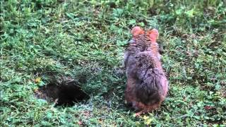 Wild European Hamster Courtship [upl. by Mendez]