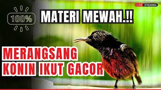 MASTERAN KONIN GACOR FULL ISIAN NEMBAK  COCOK UNTUK PANCINGAN KOLIBRI NINJA AGAR CEPAT EMOSI [upl. by Tartaglia]