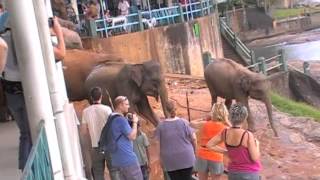 Pinnawala Elephant Orphanage Sri Lanka [upl. by Urbas]