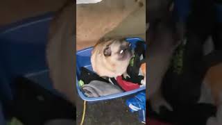 Perro Pug bailando ORIGINAL [upl. by Reinhold]