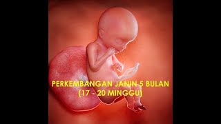 PERKEMBANGAN JANIN 5 BULAN 17  20 Minggu [upl. by Lau208]