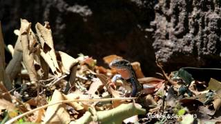 Texas WIld CnemidophorusTexas Spotted Whiptail [upl. by Akirdna]