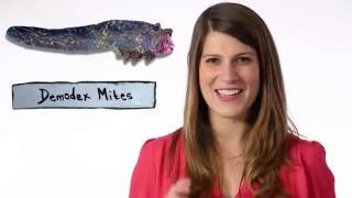 Demodex Mites Living On Your Face [upl. by Dimitris]