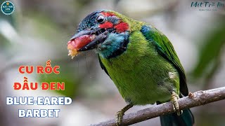 ✅Chim Cu rốc đầu đen  Cu rốc tai lam ✅Blueeared Barbet song  Megalaima australis curoc barbet [upl. by Swithbert]