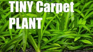 Best beginner carpeting plant Crypt parva [upl. by Tatiania]