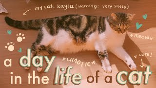 A day in the life of cats Cats with cameras share their secret lives insta360 Go 3 cat video [upl. by Imij]