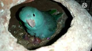 Pacific Parrotlet Breeding Progress [upl. by Faletti]