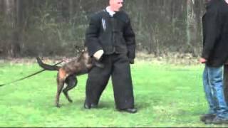 Boris Doeze  KNPV Dutch Shepherd [upl. by Towbin32]