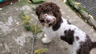 Young Lagotto Early Truffle Training [upl. by Boyd569]