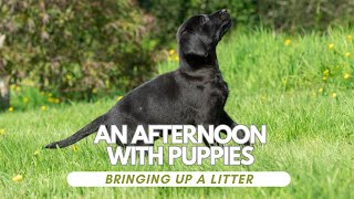 Raising Labrador Puppies at Home A Complete Guide [upl. by Magan]