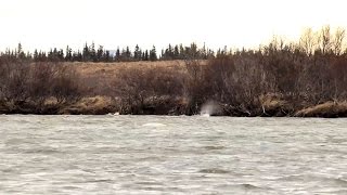 Whales in the Naknek River [upl. by Georgianne251]