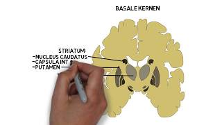 Basale kernen [upl. by Aicirtak]