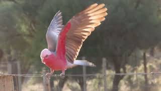 Galah cockatoos outlined by sunlight [upl. by Brion]