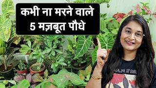 🔴TOP 5 EASY TO CARE  LOW MAINTENANCE PLANTS FOR BEGINNERS amp BUSY PEOPLE gardening hardyplant [upl. by Yasnyl]