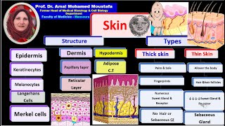 Histology of skin Prof Dr Amal Mohamed Moustafa [upl. by Harbird691]