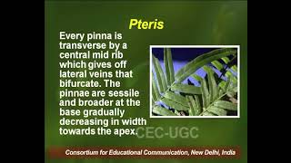 Pteris  I [upl. by Atinek]