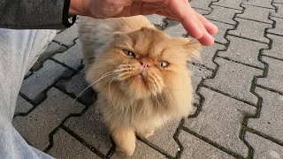 Fluffy Persian cat who starts purring when you pet it is incredibly cute [upl. by Ejroj]