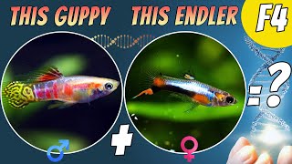 Unveiling F4 GuppyEndler Hybrid Results Breeding Series Update [upl. by Yehs314]