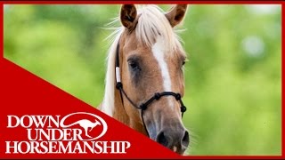 Clinton Anderson Training a Rescue Horse Part 2  Downunder Horsemanship [upl. by Wandy129]