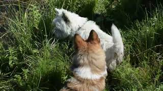 West Highland White Terrier Westie Bobby Uninvited Guests [upl. by Yelnik975]