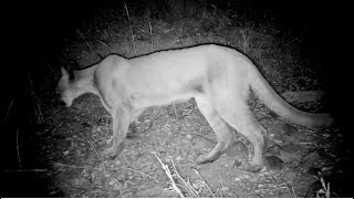 Mountain lion kills a Coyote [upl. by Nnaarual252]