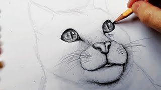 Comment dessiner des yeux de chat dessin yeux de chat réalistes [upl. by Zennas]