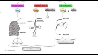 Tipi di RNA polimerasi  Biologia per i test di ammissione [upl. by Haret612]