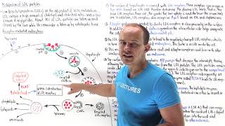 Metabolism of lowdensity lipoproteins LDLs [upl. by Vadnee24]