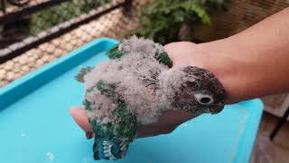 Cute Exotic Bird Babies  Talkative Parrot Sun Conure amp Blue Monk Bird [upl. by Ave]