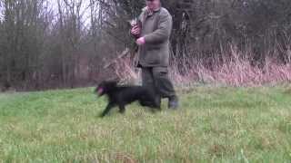 Cocker spaniel gundog training [upl. by Byers946]