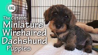 The Cutest Miniature Wirehaired Dachshund Puppies [upl. by Merril733]