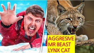 This quotMr Beastsquot rescued Lynx was very aggressive but after a month it started shorts stories [upl. by Shaddock]