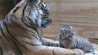 Tiger Cub Day 30  Grooming by Mom [upl. by Arinayed]