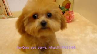 Big Teacup Poodle 003 Singapore  Pocket poodle Super tiny teacup poodle Teacup poodle Toy poodle [upl. by Gratt283]