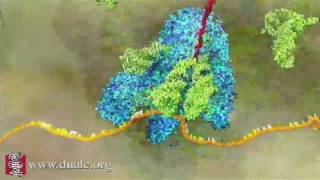 mRNA Translation Advanced [upl. by Thoer700]