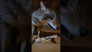 FOOD STASH 😆 coyote puppy nature beast straykids foodie hide drama sleep weavethecoyote [upl. by Stesha]