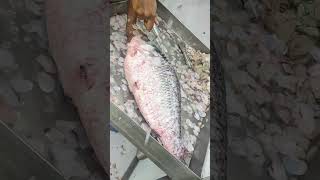 Amazing River Big Katla fish Cutting in Bangladesh Fish Market katla Fish Cutting Expert Cutter Man [upl. by Nibaj658]